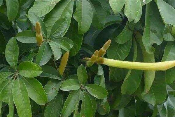 瓜栗的果实能吃吗,是可以吃的