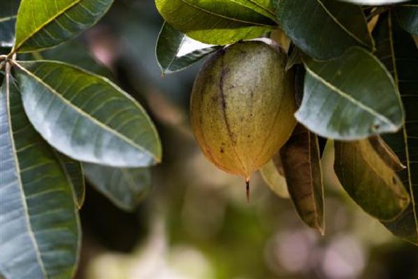 瓜栗的果实能吃吗,是可以吃的