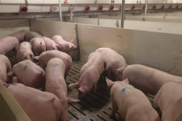 养猪需要什么样的条件，需要办理相关养殖证件