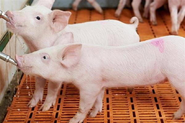养猪需要什么样的条件，需要办理相关养殖证件