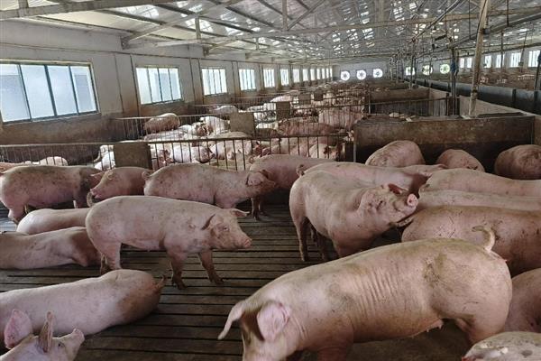 养猪需要什么样的条件，需要办理相关养殖证件