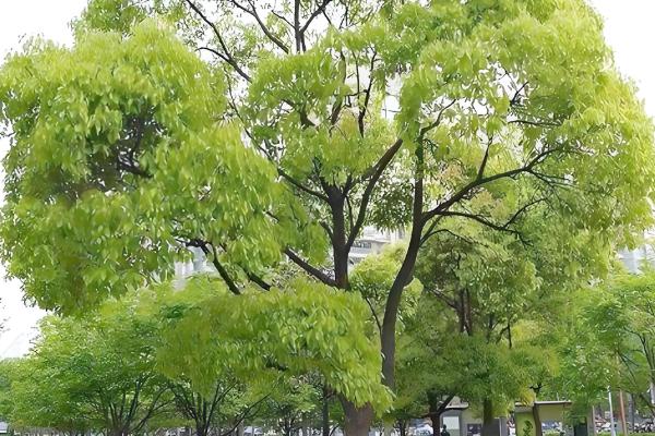 乔木有什么作用，可以保护生态环境