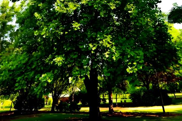 乔木有什么作用，可以保护生态环境