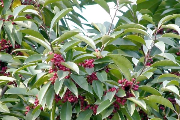 乔木有什么作用，可以保护生态环境