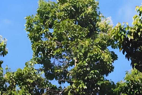 乔木有什么作用，可以保护生态环境