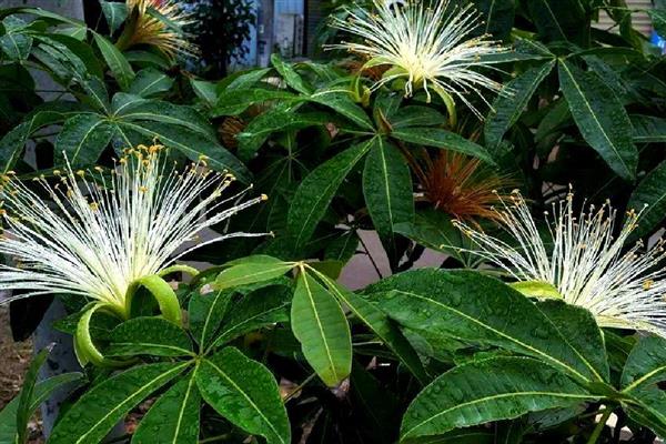 瓜栗的果实能吃吗,是可以吃的