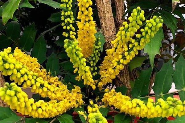 十大功劳有什么花语，代表典雅美丽、坚韧顽强等含义