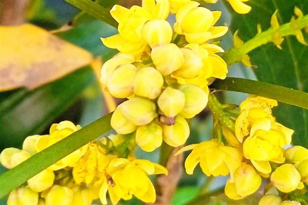 十大功劳有什么花语，代表典雅美丽、坚韧顽强等含义