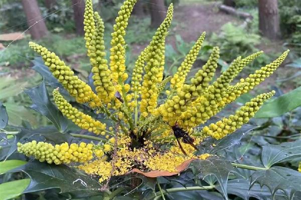 十大功劳有什么花语，代表典雅美丽、坚韧顽强等含义