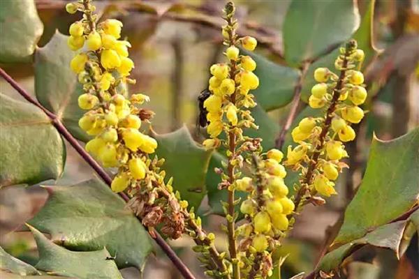 十大功劳有什么花语，代表典雅美丽、坚韧顽强等含义