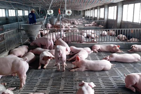 养猪需要什么样的条件，需要办理相关养殖证件