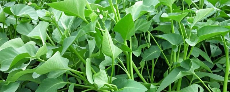 5月份适合种哪些菜，苋菜、空心菜等品种是适宜选择