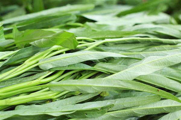 5月份适合种哪些菜，苋菜、空心菜等品种是适宜选择