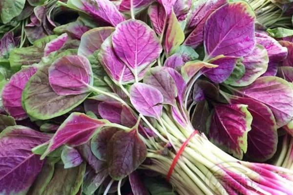 5月份适合种哪些菜，苋菜、空心菜等品种是适宜选择