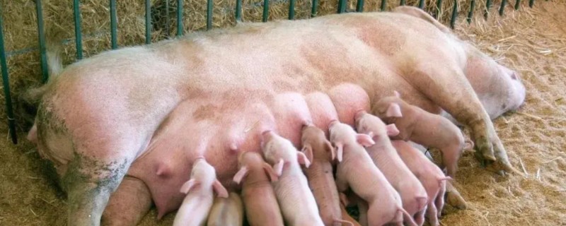 母猪死胎排不出用哪种药，可以肌注氯前列烯醇