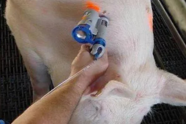 母猪死胎排不出用哪种药，可以肌注氯前列烯醇