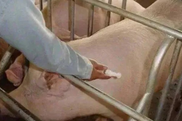 母猪死胎排不出用哪种药，可以肌注氯前列烯醇