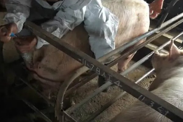 母猪死胎排不出用哪种药，可以肌注氯前列烯醇