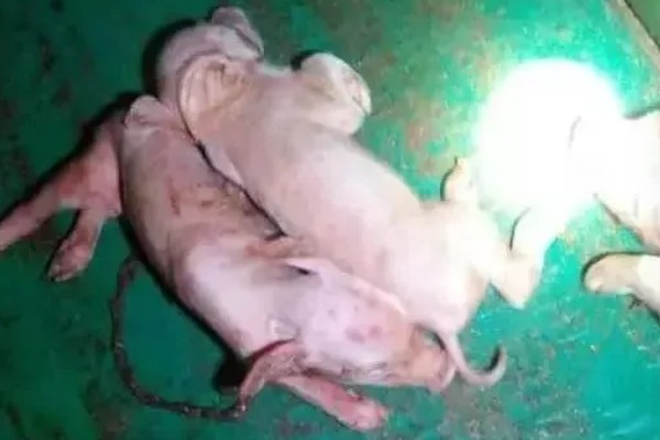 母猪死胎排不出用哪种药，可以肌注氯前列烯醇