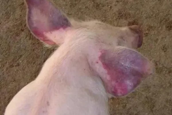 母猪死胎排不出用哪种药，可以肌注氯前列烯醇