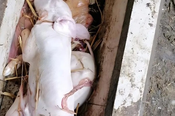 母猪死胎排不出用哪种药，可以肌注氯前列烯醇