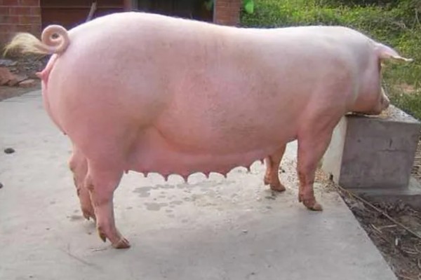 母猪死胎排不出用哪种药，可以肌注氯前列烯醇