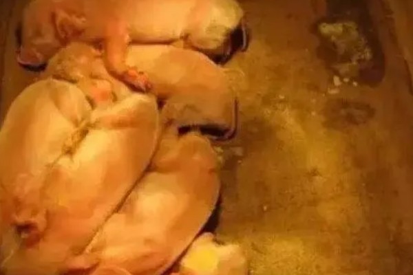 母猪死胎排不出用哪种药，可以肌注氯前列烯醇