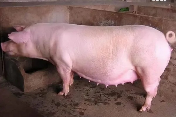 母猪死胎排不出用哪种药，可以肌注氯前列烯醇