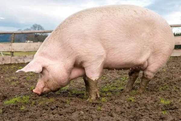 母猪死胎排不出用哪种药，可以肌注氯前列烯醇