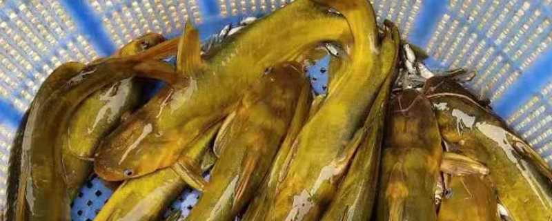 黄骨鱼苗的饲料，原料有鱼粉、豆饼等