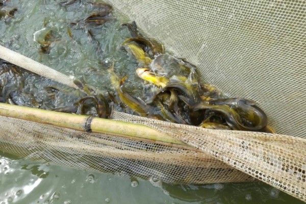 黄骨鱼苗的饲料,原料有鱼粉、豆饼等