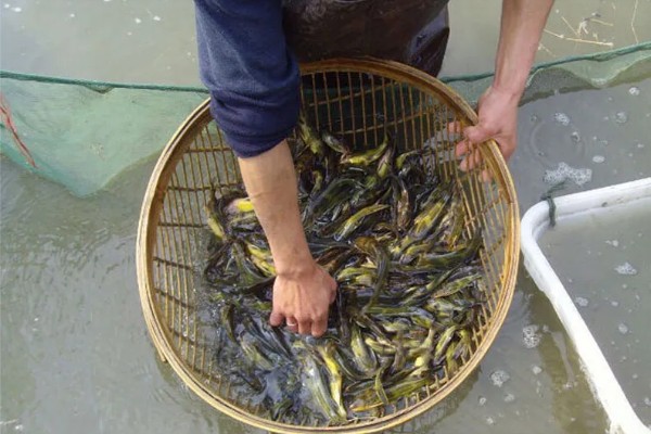黄骨鱼苗的饲料,原料有鱼粉、豆饼等