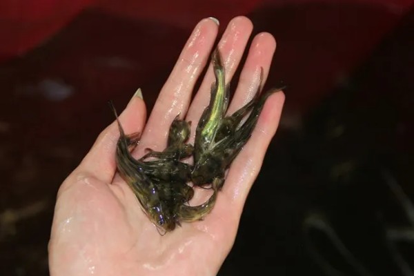 黄骨鱼苗的饲料,原料有鱼粉、豆饼等