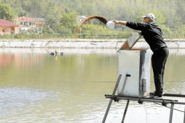 黄骨鱼苗的饲料,原料有鱼粉、豆饼等