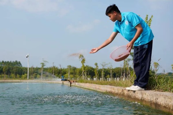 黄骨鱼苗的饲料,原料有鱼粉、豆饼等