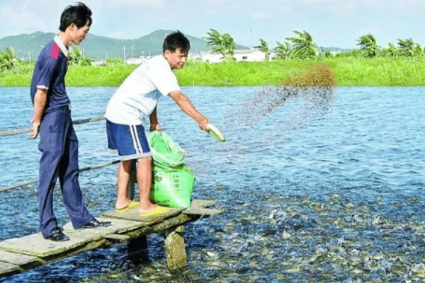 黄骨鱼苗的饲料,原料有鱼粉、豆饼等