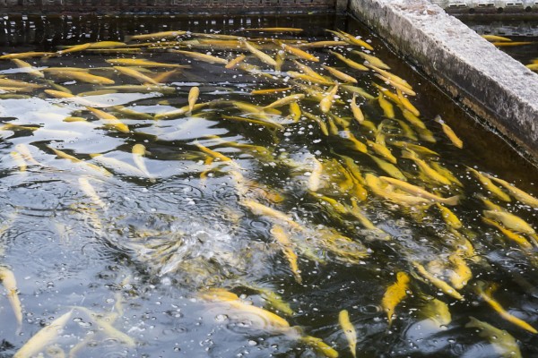 黄骨鱼苗的饲料,原料有鱼粉、豆饼等