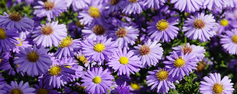 紫色雏菊的含义，寓意高贵优雅、纯洁、浪漫神秘