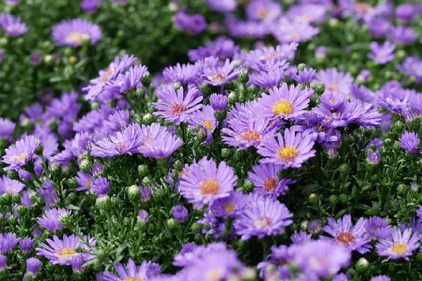 紫色雏菊的含义，寓意高贵优雅、纯洁、浪漫神秘