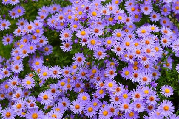 紫色雏菊的含义，寓意高贵优雅、纯洁、浪漫神秘