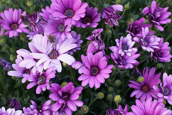 紫色雏菊的含义，寓意高贵优雅、纯洁、浪漫神秘