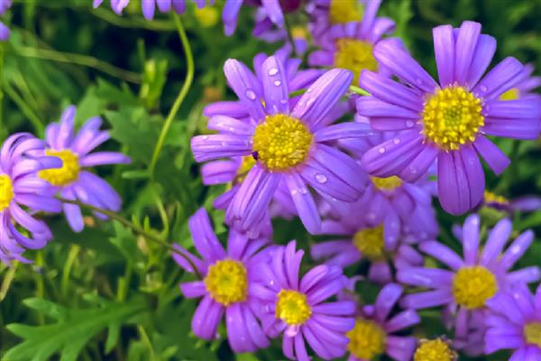 紫色雏菊的含义，寓意高贵优雅、纯洁、浪漫神秘