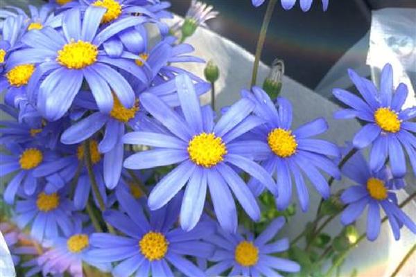 紫色雏菊的含义，寓意高贵优雅、纯洁、浪漫神秘