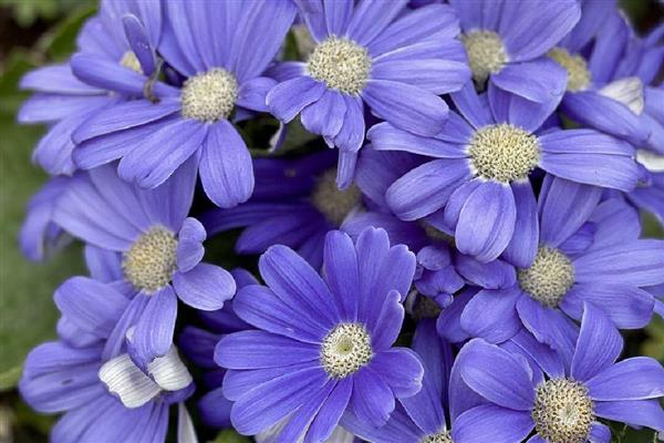 紫色雏菊的含义，寓意高贵优雅、纯洁、浪漫神秘