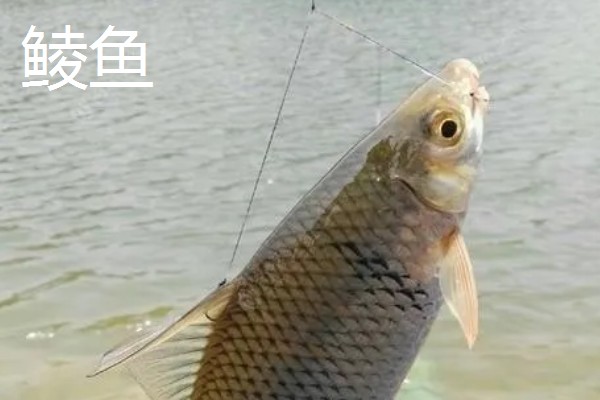 秋田狐4号钩的垂钓重量，适合钓5两左右的鱼