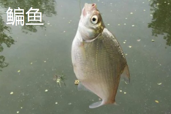 秋田狐4号钩的垂钓重量，适合钓5两左右的鱼