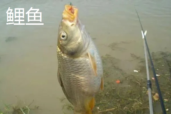 秋田狐4号钩的垂钓重量，适合钓5两左右的鱼