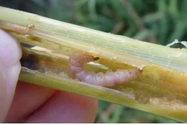 二化螟幼虫的龄期,一龄的头部、口器的颜色为黑色