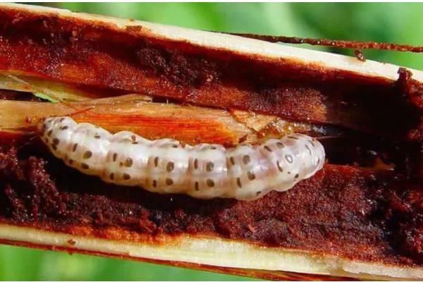 二化螟幼虫的龄期,一龄的头部、口器的颜色为黑色