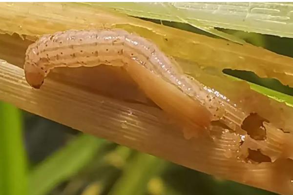 二化螟幼虫的龄期,一龄的头部、口器的颜色为黑色